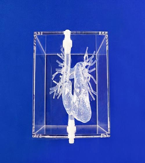 252×475mm规格医药教学器材 结构齐全、数据真实，赋能临床与数理教学
